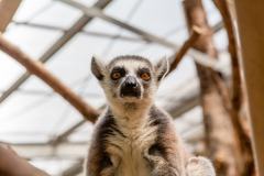 Zoo_Siegelbach_KL_20230515_734