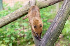 Zoo_Siegelbach_KL_20230515_75