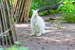 Zoo_Siegelbach_KL_20230515_777