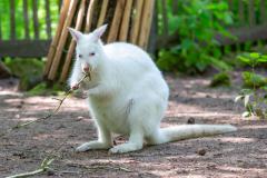Zoo_Siegelbach_KL_20230515_807