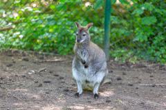 Zoo_Siegelbach_KL_20230515_811