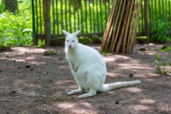 Zoo_Siegelbach_KL_20230515_833