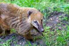 Zoo_Siegelbach_KL_20230515_85