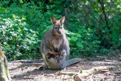 Zoo_Siegelbach_KL_20230515_866