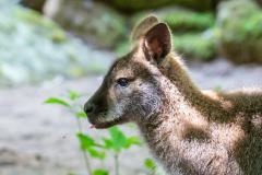 Zoo_Siegelbach_KL_20230515_898