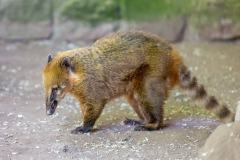 Zoo_Siegelbach_KL_20230515_91